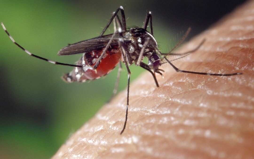 Lopera, declarado en alerta por la circulación del virus del Nilo occidental