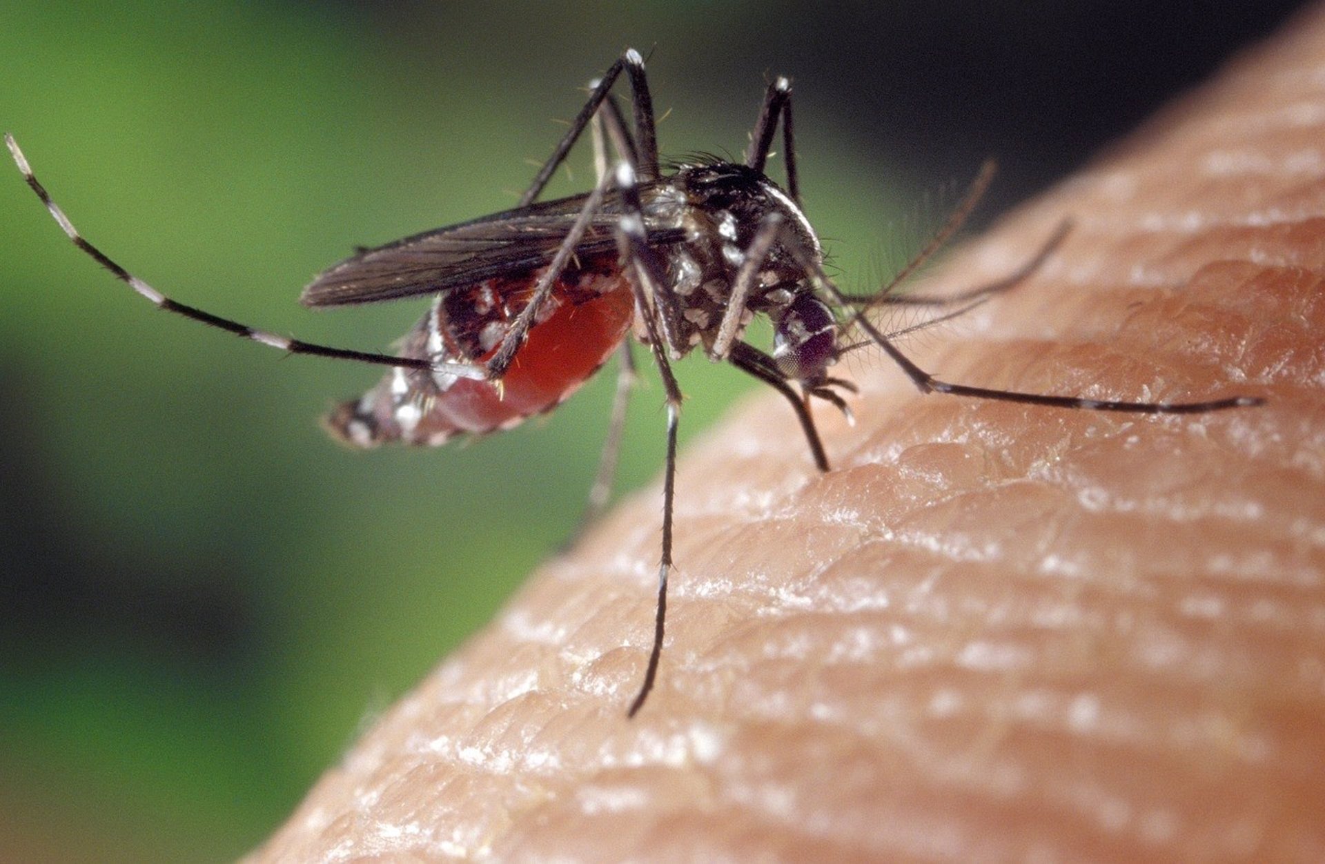 Virus del Nilo Occidental