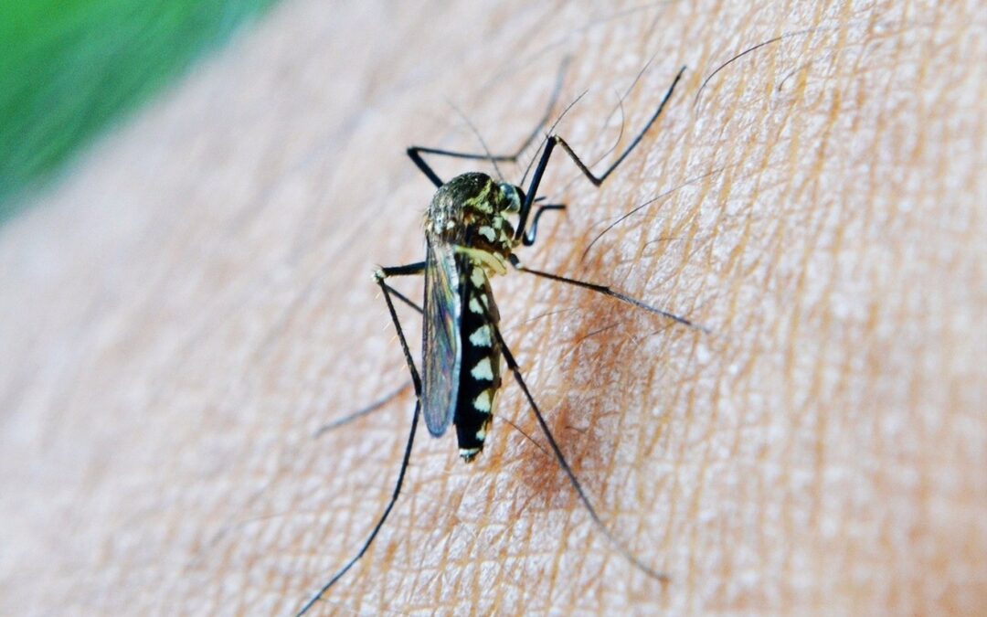 Sanidad declara área en alerta por virus del Nilo Occidental el municipio jienense de Torredonjimeno