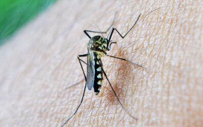 Sanidad declara área en alerta por virus del Nilo Occidental el municipio jienense de Torredonjimeno