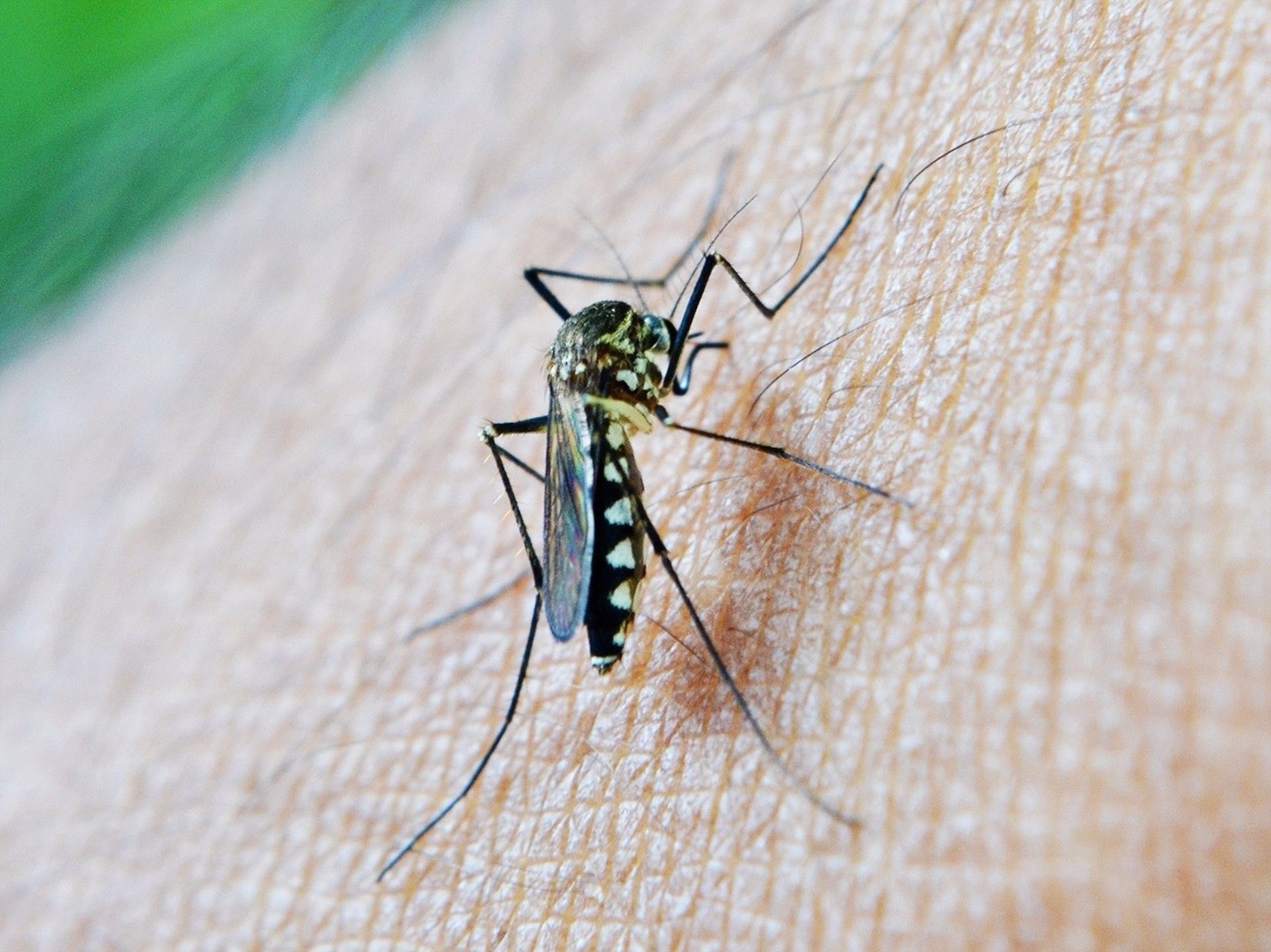 El Real de la Jara (Sevilla) declara nivel de riesgo 5 por la infección de un vecino por el Virus del Nilo