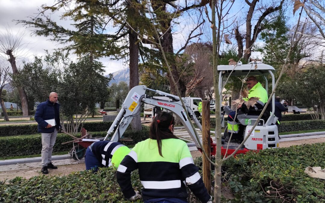 El Ayuntamiento plantará más de 700 árboles antes de final de año gracias al PFEA generando empleo y ampliando el arbolado urbano