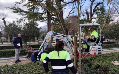 El Ayuntamiento plantará más de 700 árboles antes de final de año gracias al PFEA generando empleo y ampliando el arbolado urbano