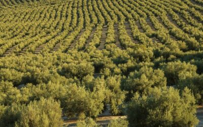 Las almazaras han sacado ya al mercado más del 82% del aceite producido en la presente campaña