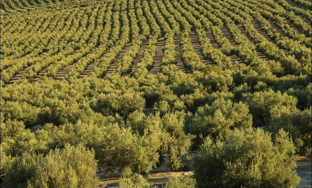 FOTO OLIVAR