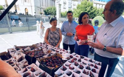Jimena afronta una campaña de la breva «baja» con previsión de recoger unos 40.000 kilos