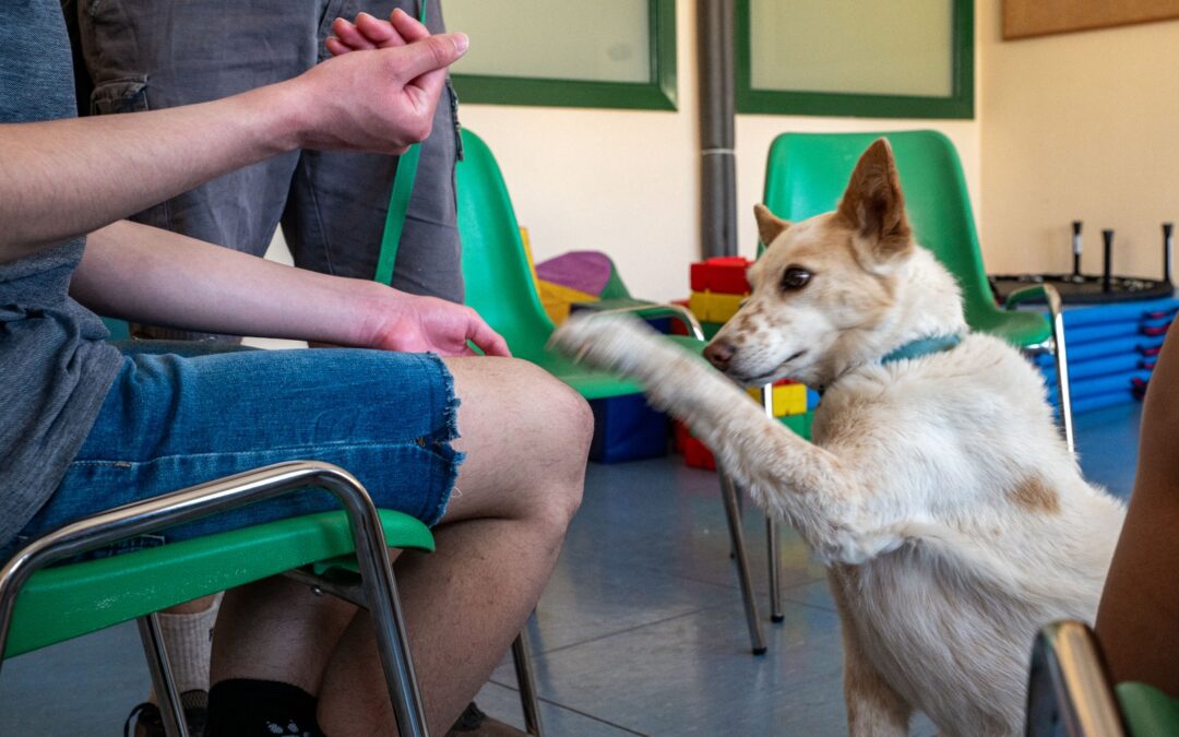 El Hospital de Jaén amplía la terapia canina a pacientes de Salud Mental con Garbanzo, Rufino, Teja y Pekas