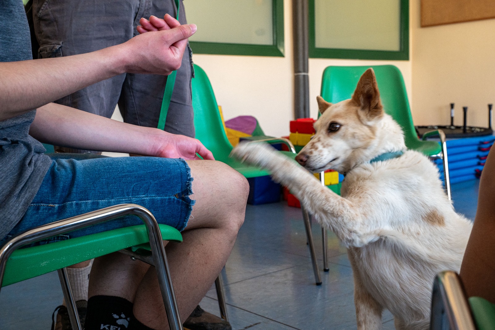 Terapia canina perros salud mental HUJ 2