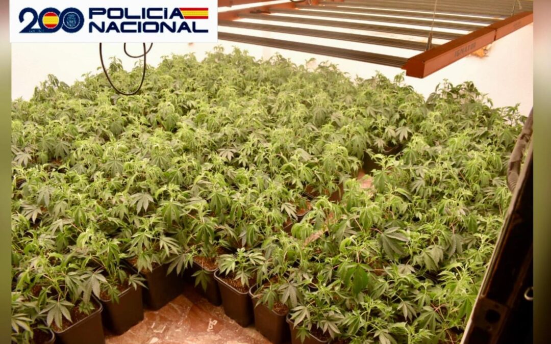 La Policía Nacional desmantela en Mengíbar un cultivo ‘indoor’ de 666 plantas de marihuana