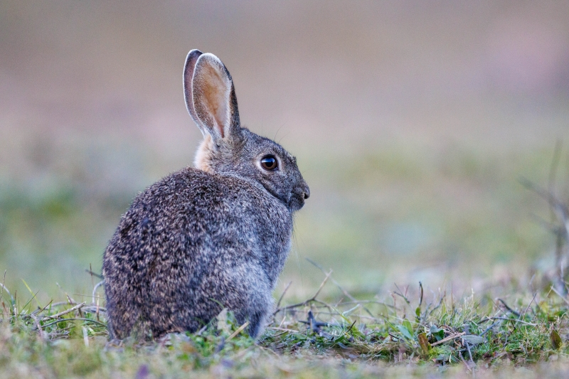 Medidas cinegéticas excepcionales para controlar el conejo silvestre en 34 municipios de la provincia de Jaén