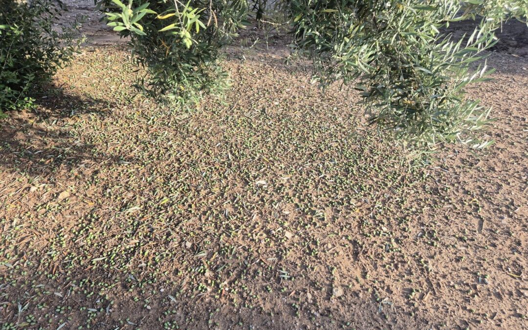 Las organizaciones agrarias cifran en hasta un 60% la pérdida de aceituna por la tormenta en el olivar de Jaén capital