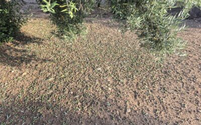 Las organizaciones agrarias cifran en hasta un 60% la pérdida de aceituna por la tormenta en el olivar de Jaén capital