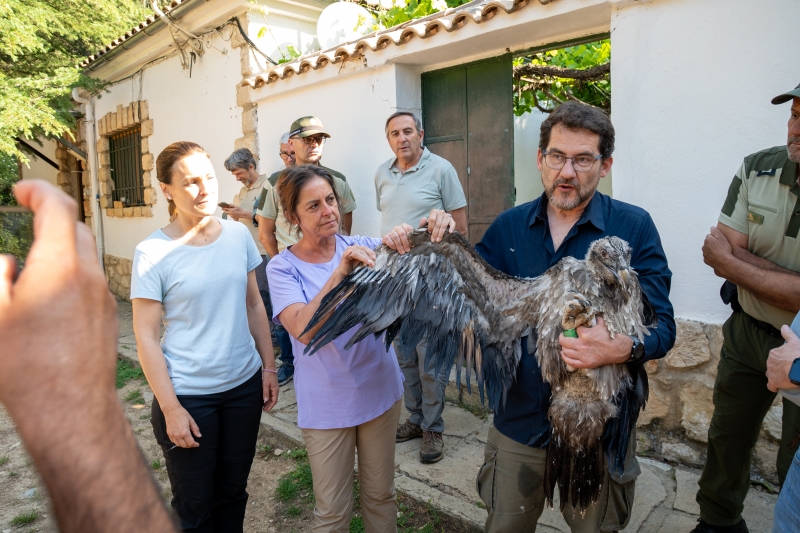 Andalucía libera en el Parque Natural de Cazorla, Segura y Las Villas al último quebrantahuesos de la temporada y suma 108 ejemplares soltados en veinte años