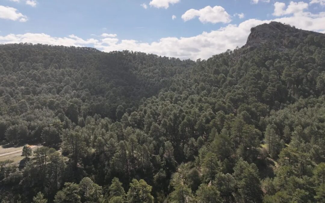 Jaén, la provincia andaluza con más montes públicos según el nuevo registro autonómico