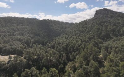 Jaén, la provincia andaluza con más montes públicos según el nuevo registro autonómico