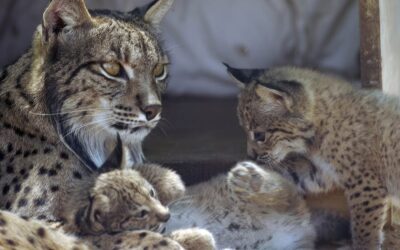 Ya han localizado a 42 de los 46 linces liberados del centro de cría de Santa Elena por la cercanía del incendio