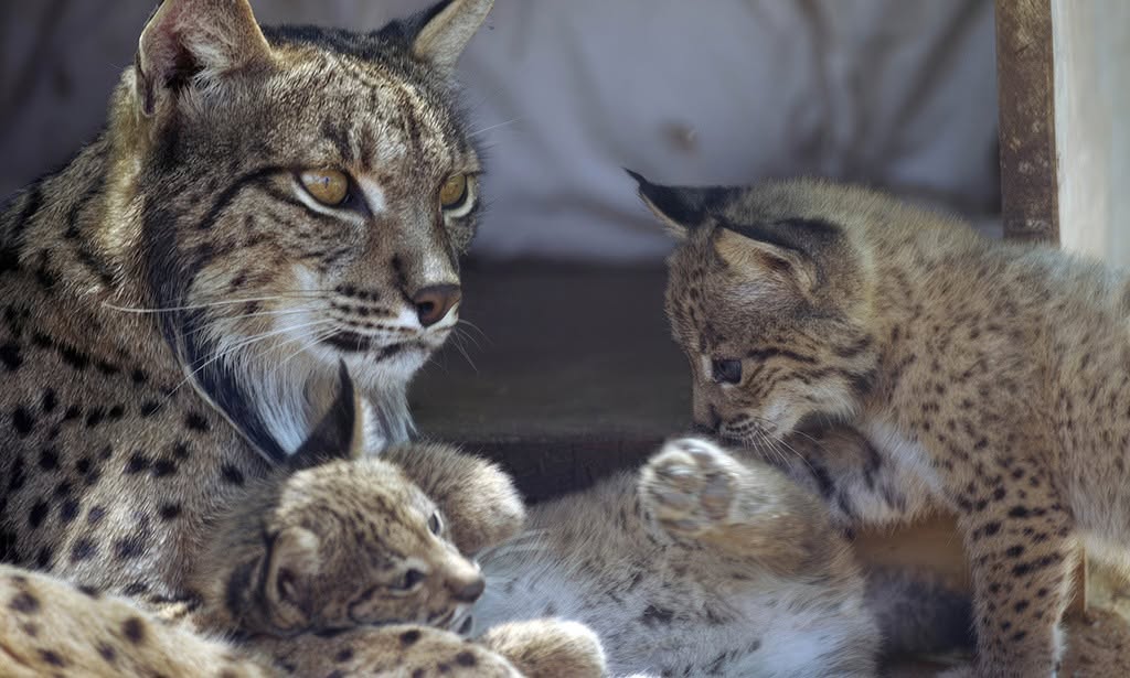 Ya han localizado a 42 de los 46 linces liberados del centro de cría de Santa Elena por la cercanía del incendio