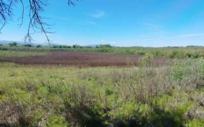 La Laguna Grande de Baeza entra en la Lista Roja del Patrimonio de Hispania Nostra
