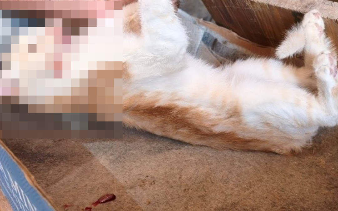 Investigan la muerte violenta de varios gatos comunitarios en Cambil