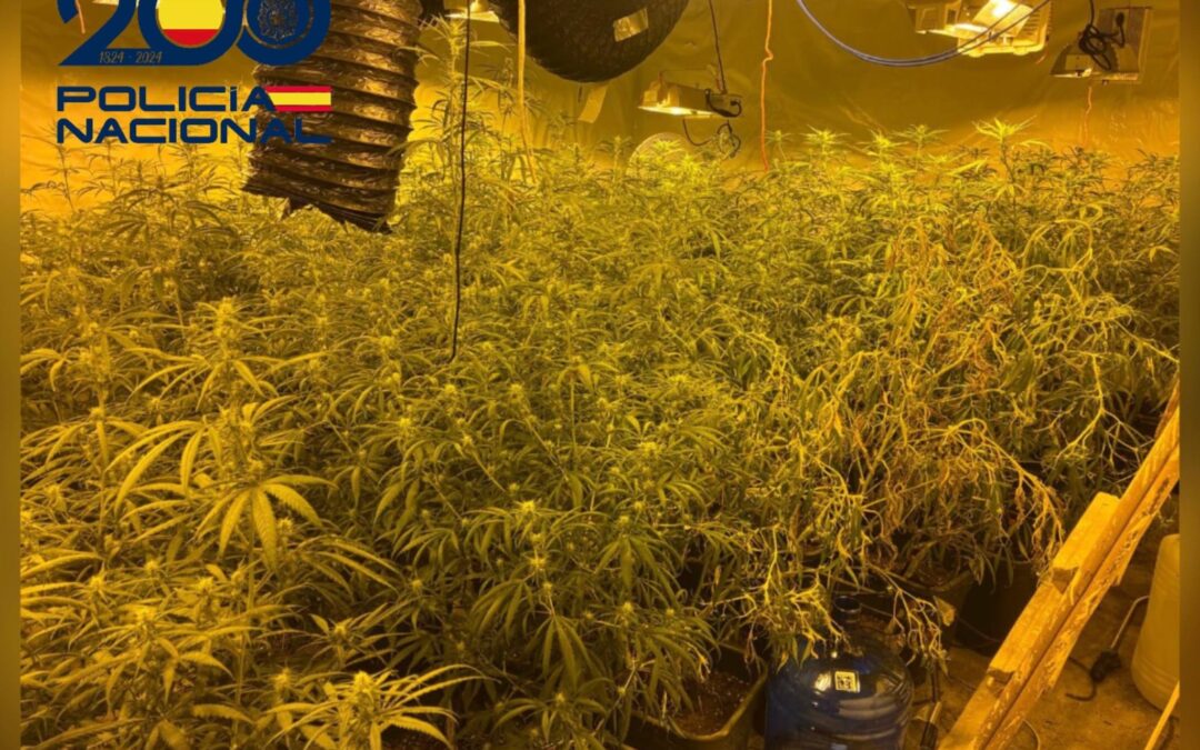 La Policía Nacional desmantela en Jaén una plantación «indoor» de marihuana oculta en el sótano de una vivienda