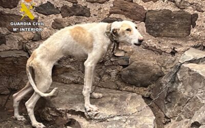 De la desnutrición a una nueva familia: así fue el rescate de un perro en La Puerta de Segura