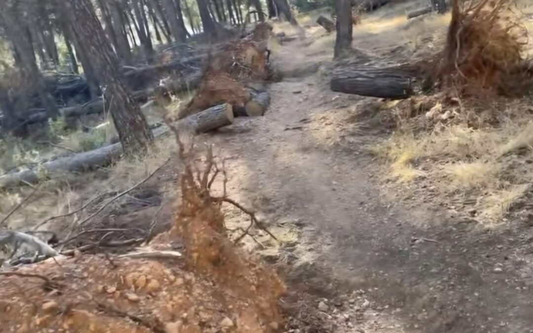 Jaén Merece Más pide retirar con urgencia los pinos caídos en los montes de Jaén ante el riesgo de incendio