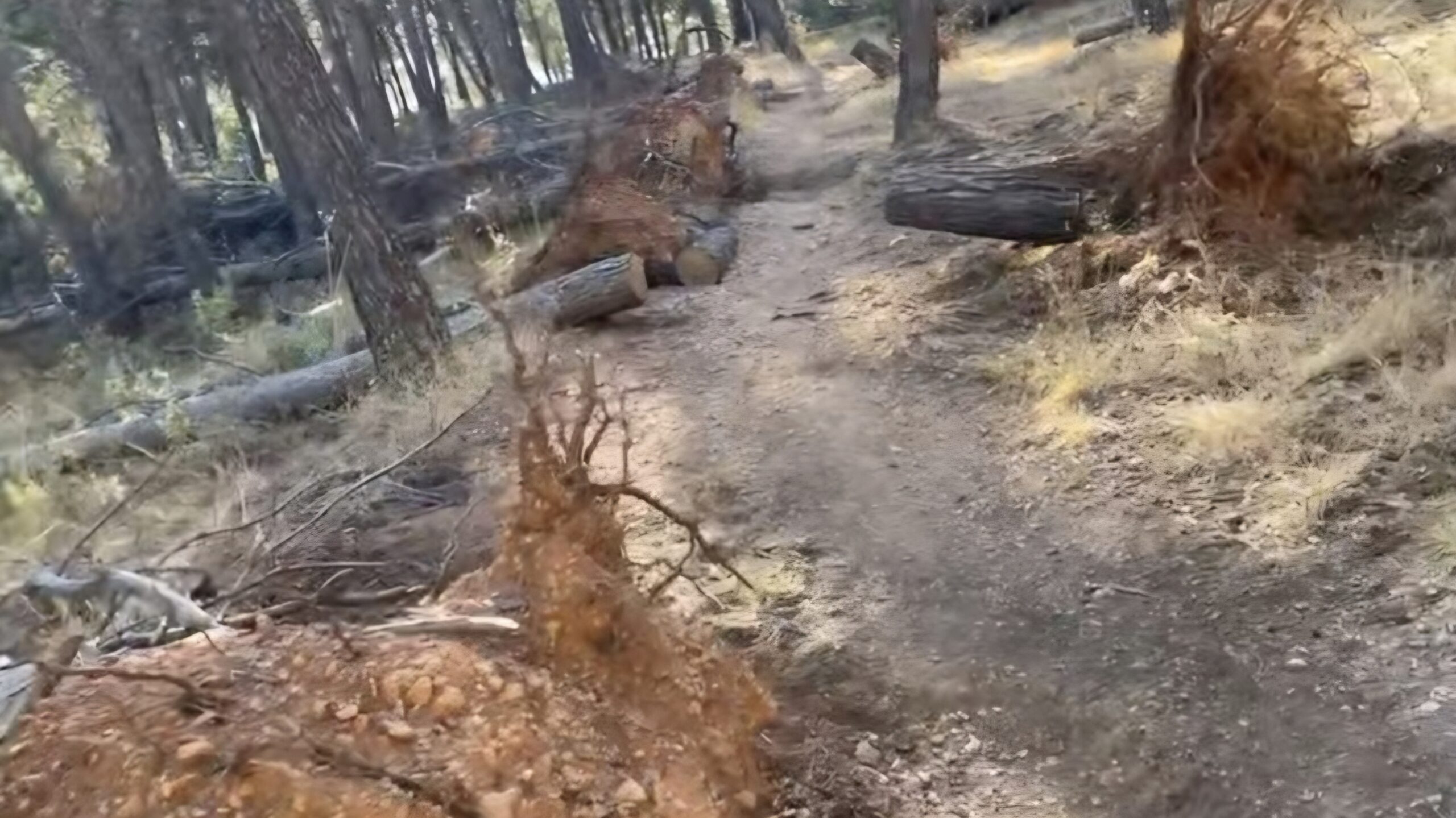 Pinos secos en los cerros del Neveral y Santa Catalina en Jaén