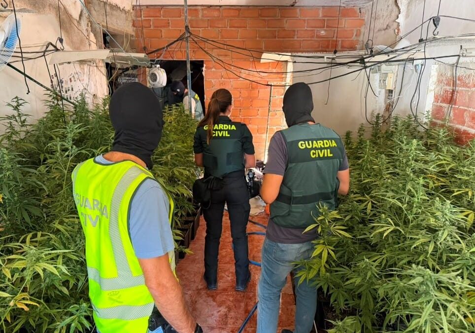 Desmantelada una plantación de marihuana y un punto de venta de droga en Baños de la Encina