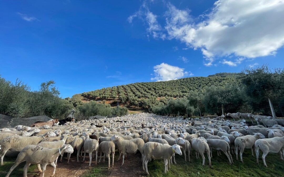 Piden realizar limpiezas preventivas en Jaén contra incendios sin necesidad de autorización previa