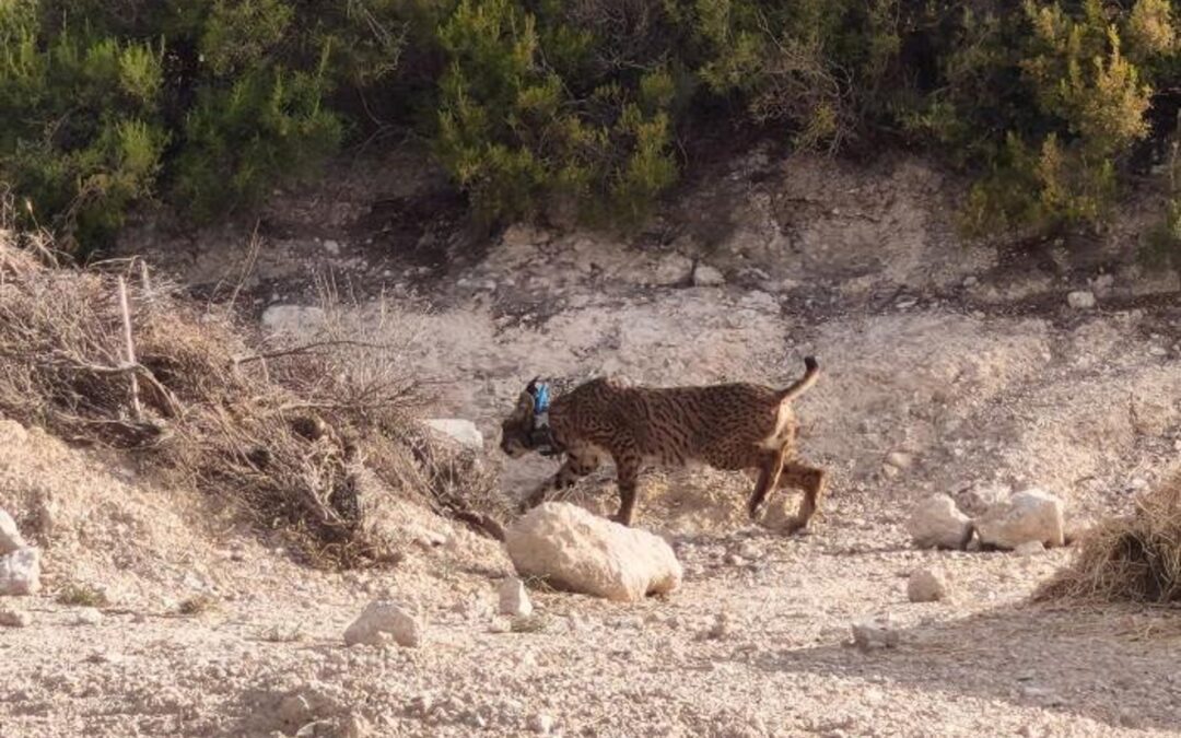 ‘Walqa’, de Jaén a Zaragoza para completar el primer año del programa de reintroducción del lince ibérico en Aragón