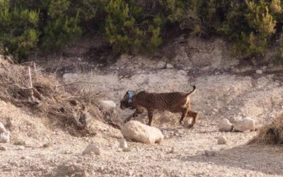 ‘Walqa’, de Jaén a Zaragoza para completar el primer año del programa de reintroducción del lince ibérico en Aragón