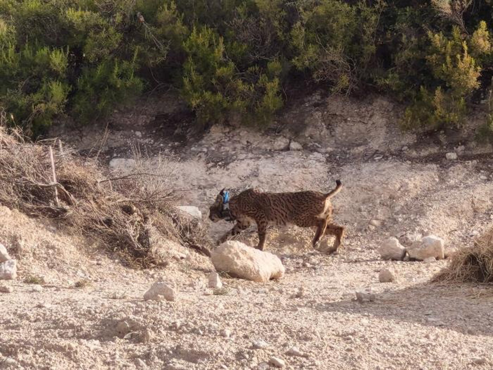 El Departamento de Medio Ambiente y Turismo ha culminado con éxito el primer año del programa tras la suelta de ocho ejemplares, el último de ellos es ‘Walqa’.