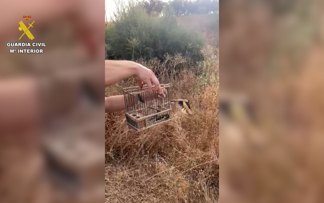 El dron de la Guardia Civil caza a un hombre capturando jilgueros en Torredonjimeno