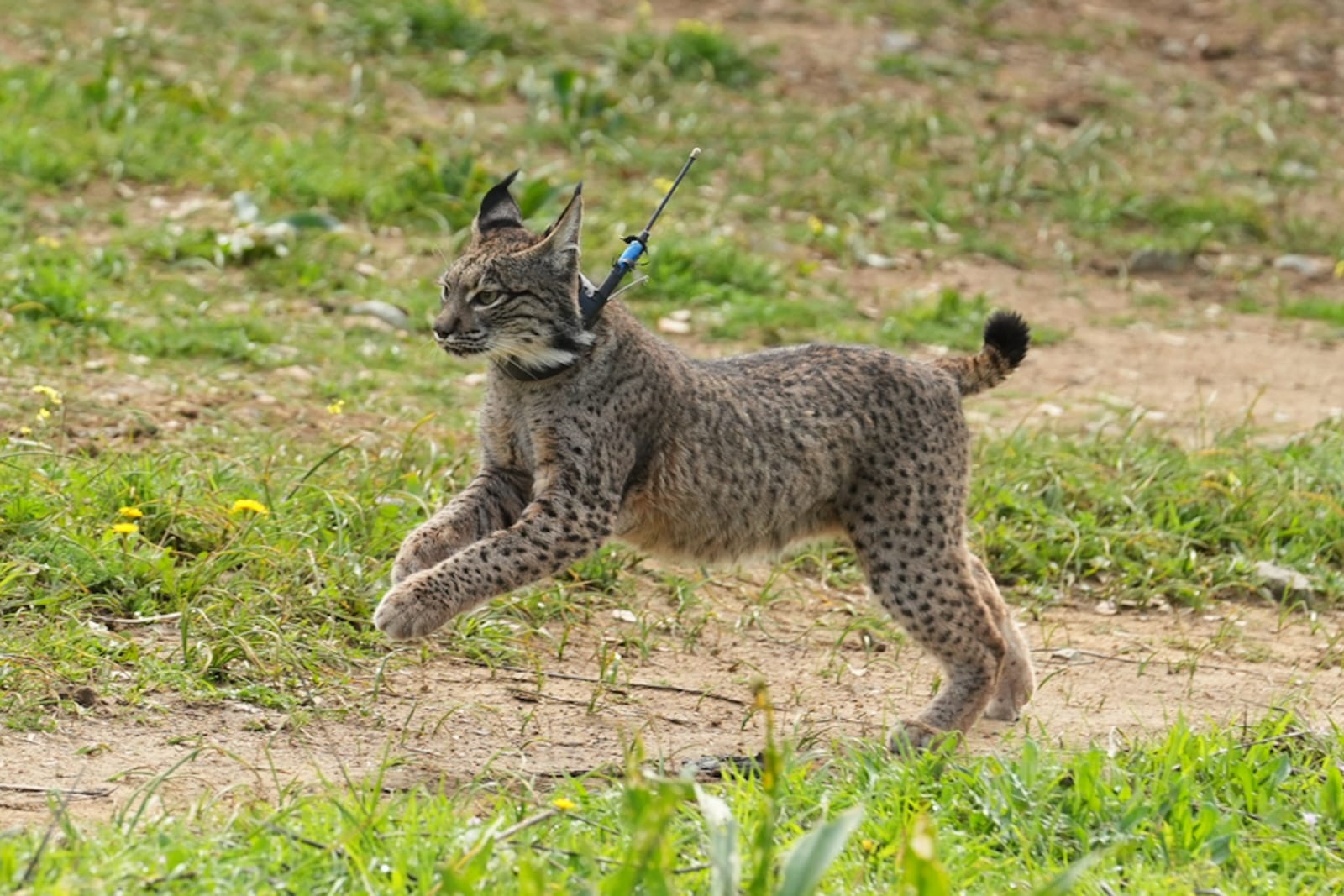 Suelta de lince en Andalucía